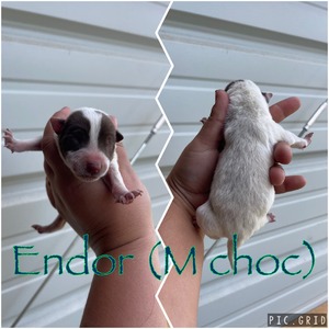 Endor
