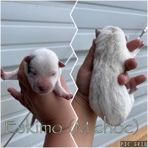 Eskimo